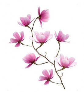 Vinilo Decorativo Magnolias